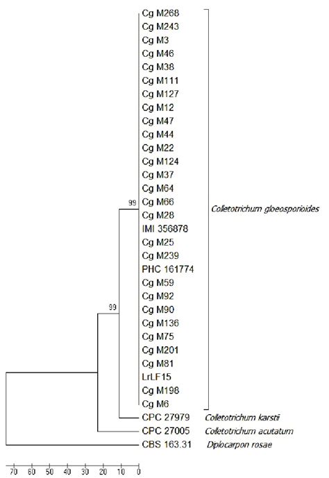 Upgma Phylogenetic Tree Derived From Sequences Of Its1 58s Its2