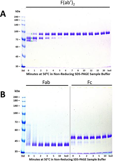 Figure From Domain Unfolding Of Monoclonal Antibody Fragments