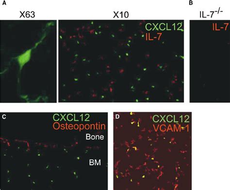 Localization And Characteristics Of Cxcl12 Expressing Cells Within Bone Download Scientific