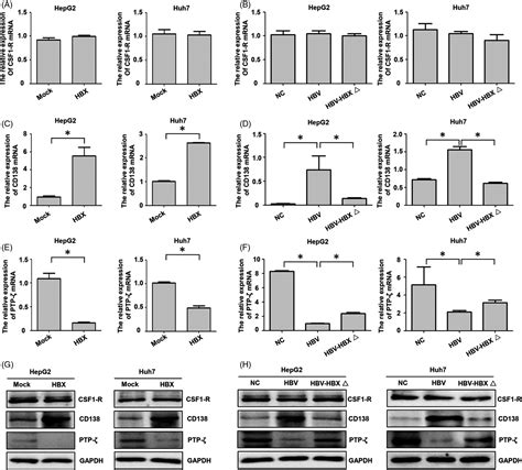 Cell Proliferation Cell Biology Journal Wiley Online Library