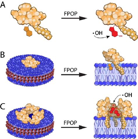 Potential Mechanisms Of Daptomycin Incorporation Into Nanodiscs