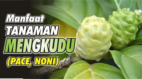 Manfaat Tanaman Mengkudu Dari Daun Dan Buah YouTube