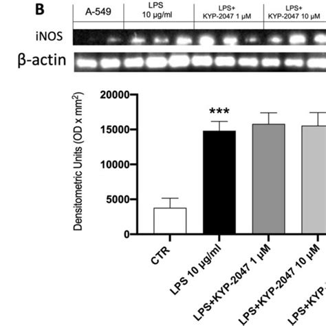 Effect Of Kyp 2047 On Lipid Peroxidation And Nitrosative Stress