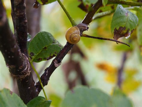 Snail Tree Nature Free Photo On Pixabay Pixabay