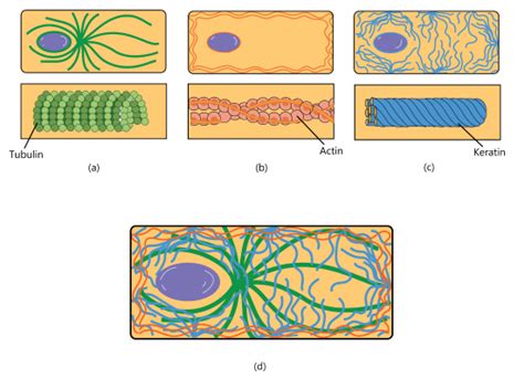 2.3: The Cytoplasm and Cellular Organelles - Medicine LibreTexts 