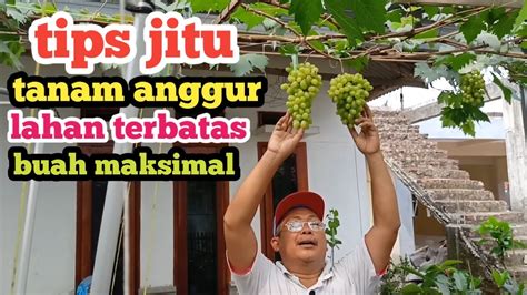 Tips Jitu Menanam Anggur Di Lahan Terbatas Berbuah Maksimal Youtube