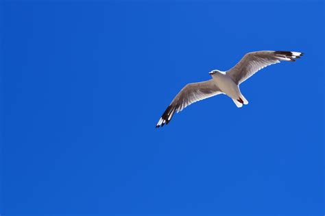 Fotos gratis : pájaro, ala, ave marina, gaviota, pico, vuelo, libertad ...