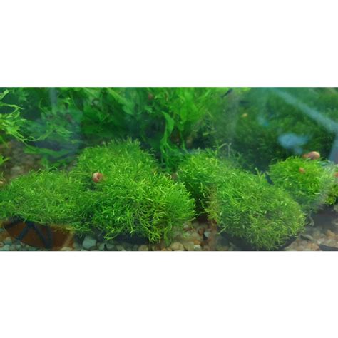 Jual Tanaman Moss Riccia Wabikusa Moss Ricia Aquascape Shopee Indonesia