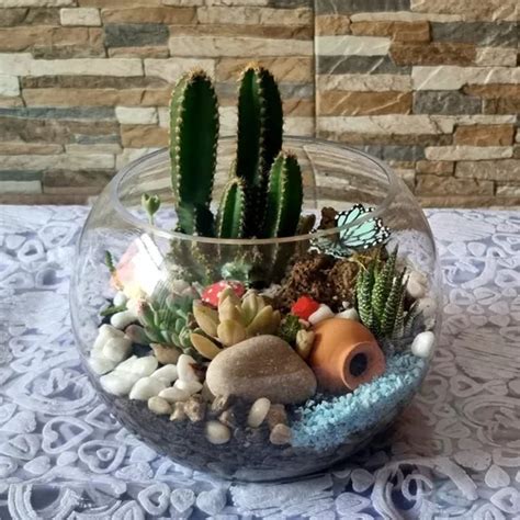 Terrarios Vivo Cactus Suculentas Tropical Elegantes Regalos Cuotas