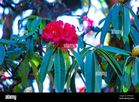 Rhododendron Flower In The Himalayas Of Nepal Khaptad National Park