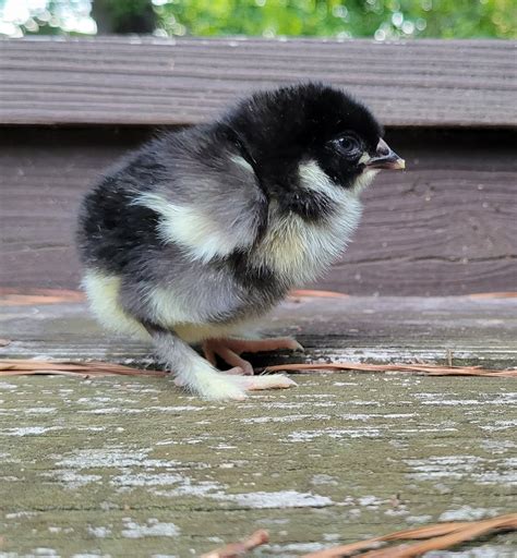 Black Copper Maran Chickens