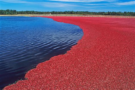 Fall Cranberry Harvest Stock Photo Download Image Now Istock