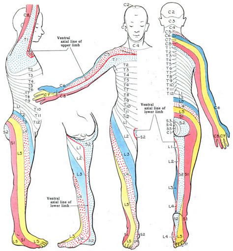 Lower Extremity Dermatomes To Label Dermatomes Chart And Map