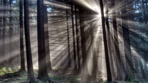 Wallpaper Sunlight Trees Forest Leaves Nature Grass Plants