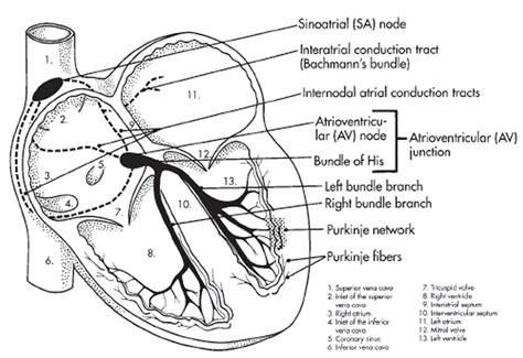 Heart Electrical Node Diagram Electrical Heart Conduction Sy