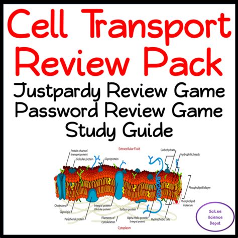 Cell Transport Review Packet Made By Teachers