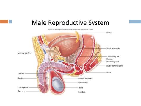 SOLUTION: Male reproductive system - Studypool