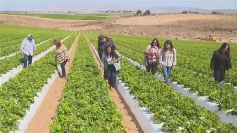 El cultivo de fresa se convirtió en el sustento y la fuente de