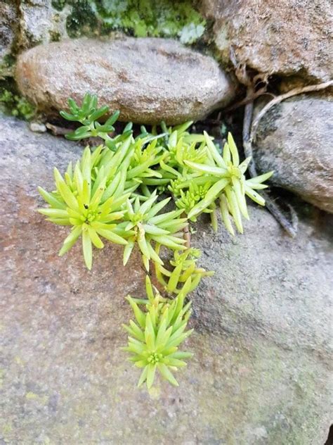 Sedum Rupestris Angelina Beautiful Succulent For Your Garden