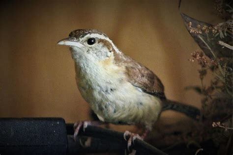 Wren Photograph By Gary Foster Fine Art America