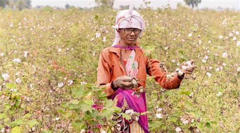 The Journey Of Bt Cotton In India A Historical Overview And Its Impact