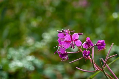 Premium Photo Pink Flower On Fireweed Flower Field Background