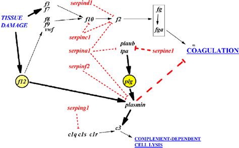 Simplified Scheme Of The Complement And Coagulation Cascades Kegg Download Scientific