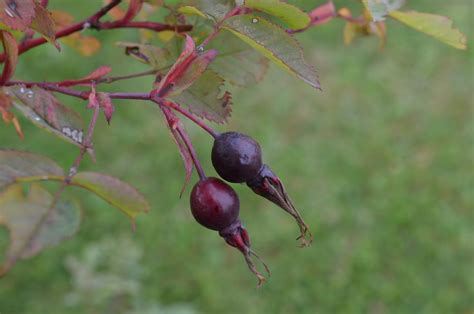Is Rosa laxa a hybrid? - Ploidy Level - Rose Hybridizers Association