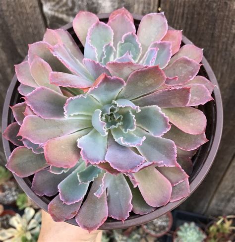 Echeveria Neon Breakers Cluster Succulent Plant In 6 Pot Purple