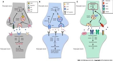 Abnormal Synaptic Plasticity And Impaired Cognition In Schizophrenia