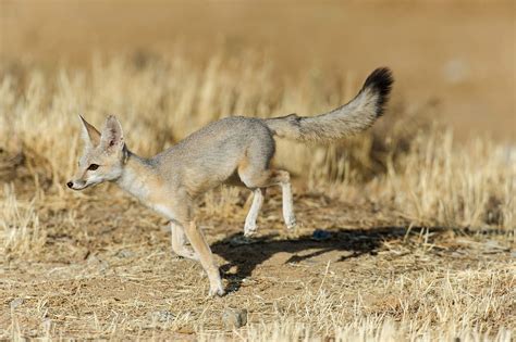 11 Kit Fox Fun Facts