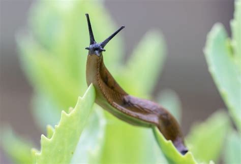 How To Keep Slugs Out Of Your Garden Bed The Natural Way Pest Samurai