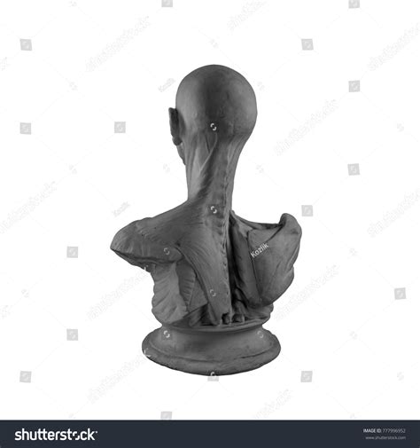 Plaster Statue Naked Man Anatomically Shaped Stock Photo