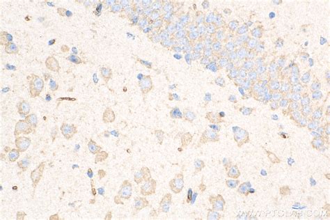 Caspase 3 Antibody 82202 1 Rr Proteintech 武汉三鹰生物技术有限公司