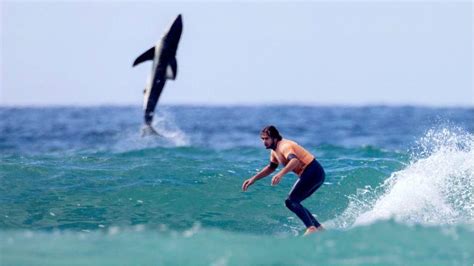 Shark Surfaces during San Onofre Surf Club contest on Saturday : r/surfing