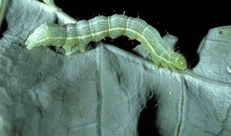 Comprehensive Guide To How Bacillus Thuringiensis Controls Pests