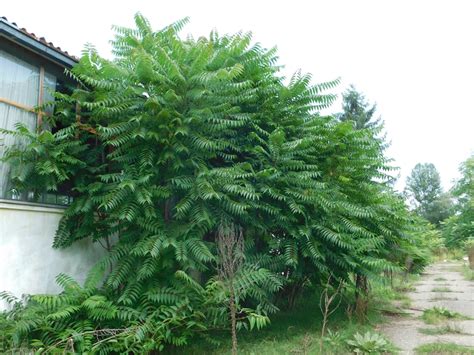 Ailanthus altissima (Ailanthus, Chinese sumac, Copal Tree, Paradise ...