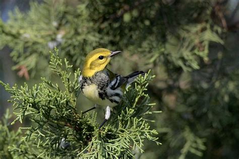 Black Throated Green Warbler Male By Jackie B Elmore Flickr