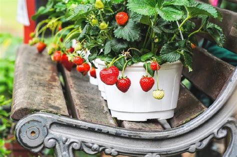 How To Grow Strawberries In Pots A Quick Guide