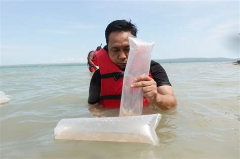 KKP Lepasliarkan 43 000 Benih Lobster Hasil Pengungkapan Penyelundupan