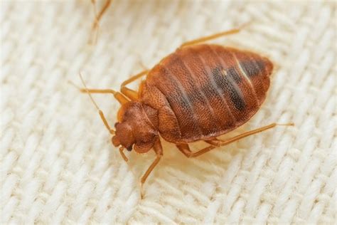 414 Bed Bugs Clothes Images Stock Photos 3d Objects And Vectors