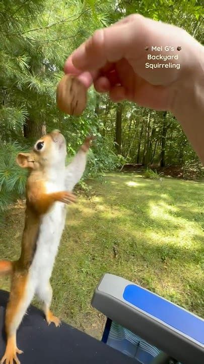 The First Red Squirrel To Catch A Walnut😯🌰🐿️ Squirrelwhisperer