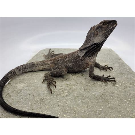 Male Australian Frilled Dragon Mausf7192023