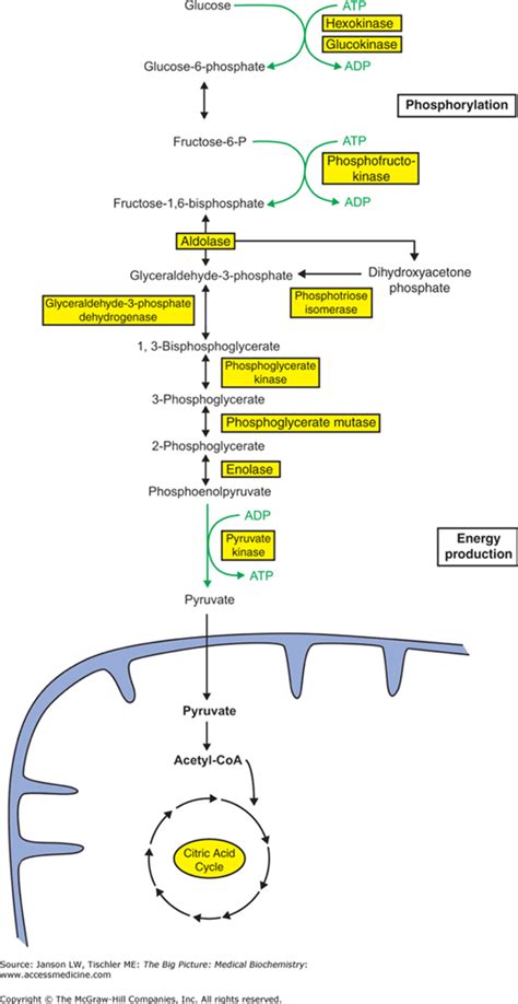 Carbohydrate Metabolism Pathway