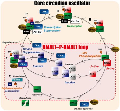 A Cry Based Dual Negative Feedback Model Integrating The Bmal P Bmal