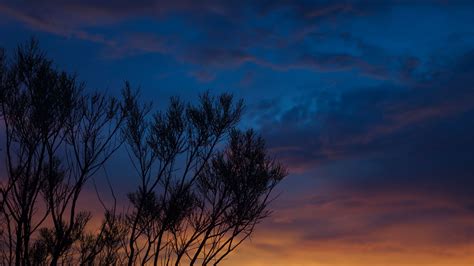 Blue Sky Sunset Trees Branches Night Silhouette Dark Background K Hd