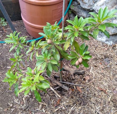 Dwarf sapodilla varieties – Florida Fruit Geek