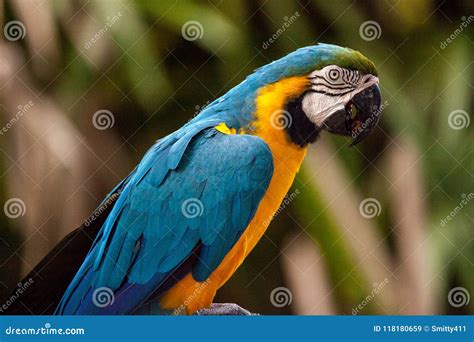 Bird Ara Ararauna Blue And Yellow Macaw Aka Arara Caninde Exotic