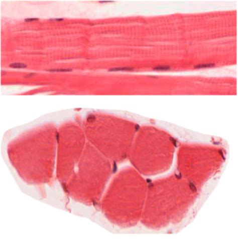 Chapter 10 Muscle Tissue Flashcards Quizlet