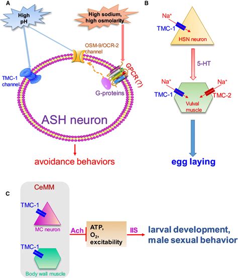 Functions Of Tmc Channels In C Elegans A Tmc Acts In The